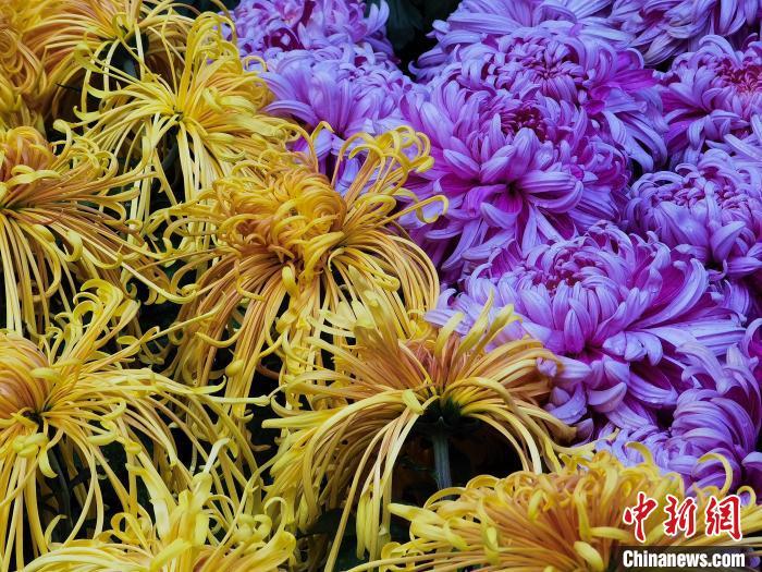 资料图：图为摆放在街头的菊花。　祁增蓓 摄