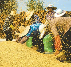河南多地“一夜入冬”，专家提醒： 收获的粮食要及时晾晒储存