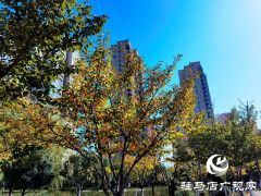驻马店：一叶知秋 彩叶观赏正当时