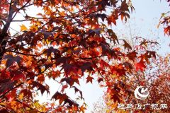 驻马店：深秋霜降至 漫天枫叶红