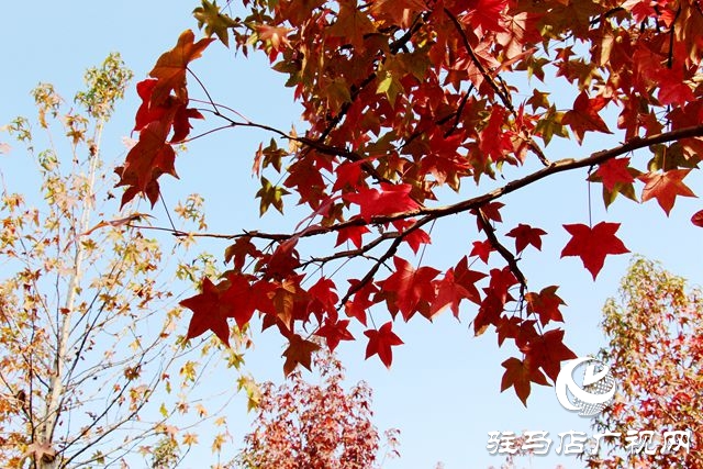 驻马店：霜降至 枫叶红 正是赏秋好时节