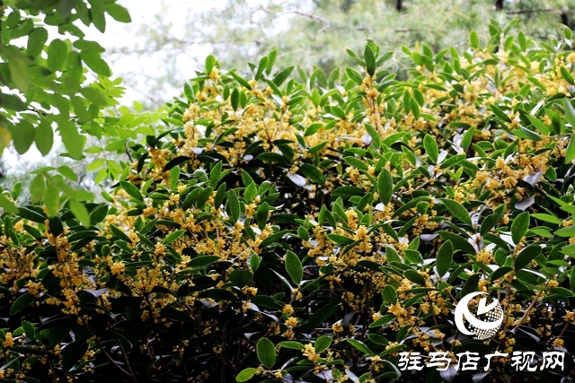 驻马店：“桂开二度”沁人心脾