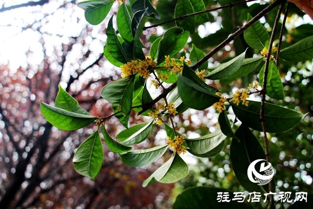 驻马店：“桂开二度”沁人心脾
