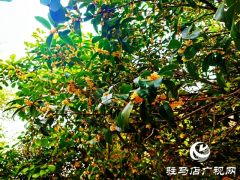 驻马店：金秋十月时 桂花又重开