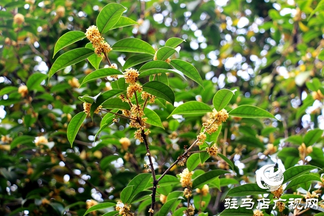 驻马店：“桂开二度”沁人心脾