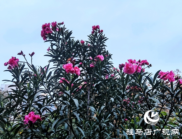 驻马店：夹竹桃花开正浓