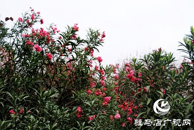 驻马店：夹竹桃花开正浓