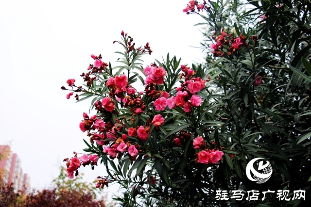 驻马店：夹竹桃花开正浓