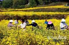 驻马店市驿城区：野菊花铺就致富路