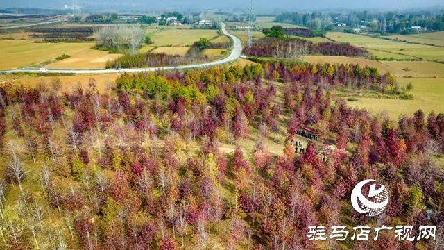 驻马店：枫香叶正红 画笔描绘“枫”情画卷