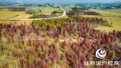 驻马店：枫香叶正红 画笔描绘“枫”情画卷