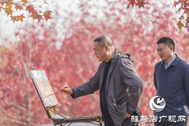 驻马店：枫香叶正红 画笔描绘“枫”情画卷