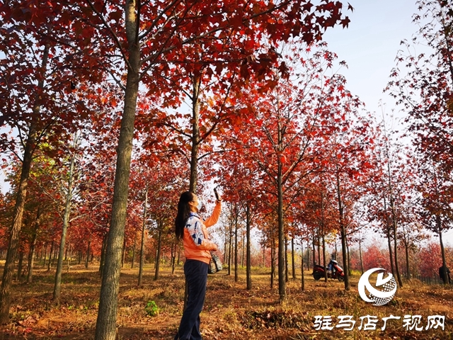 驻马店：枫香叶正红 画笔描绘“枫”情画卷