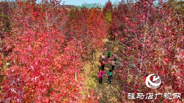 驻马店：枫香叶正红 画笔描绘“枫”情画卷