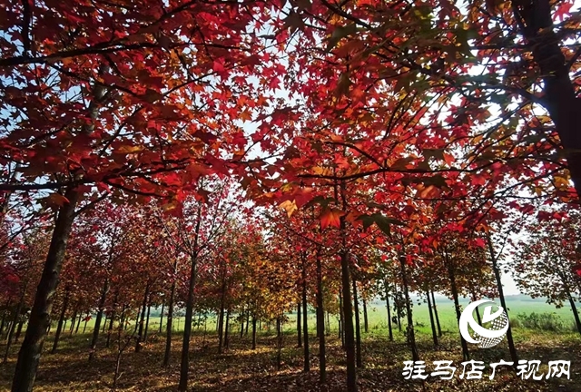 驻马店：枫香叶正红 画笔描绘“枫”情画卷