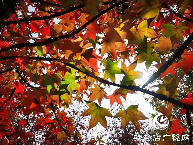 驻马店：枫香叶正红 画笔描绘“枫”情画卷