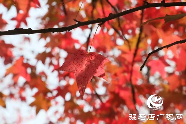 驻马店：枫香叶正红 画笔描绘“枫”情画卷