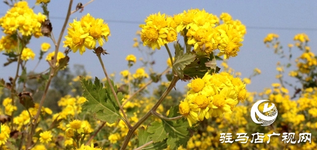 驿城区朱古洞乡：野菊花开惹人醉