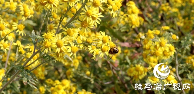 驿城区朱古洞乡：野菊花开惹人醉