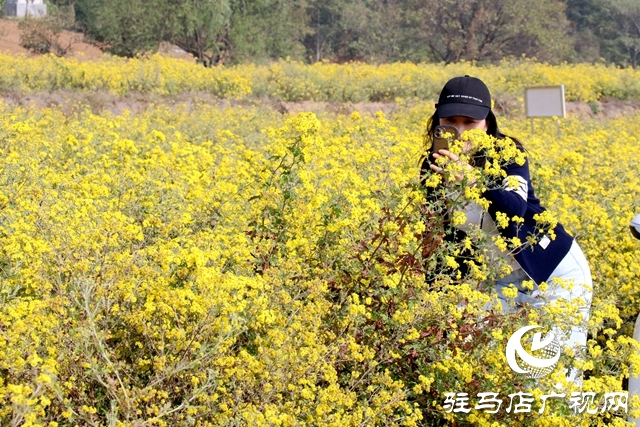 驿城区朱古洞乡：野菊花开惹人醉