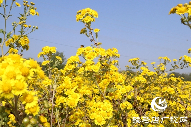 驿城区朱古洞乡：野菊花开惹人醉