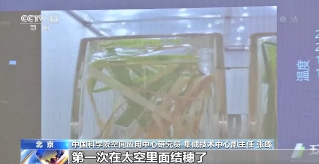太空水稻结穗了！