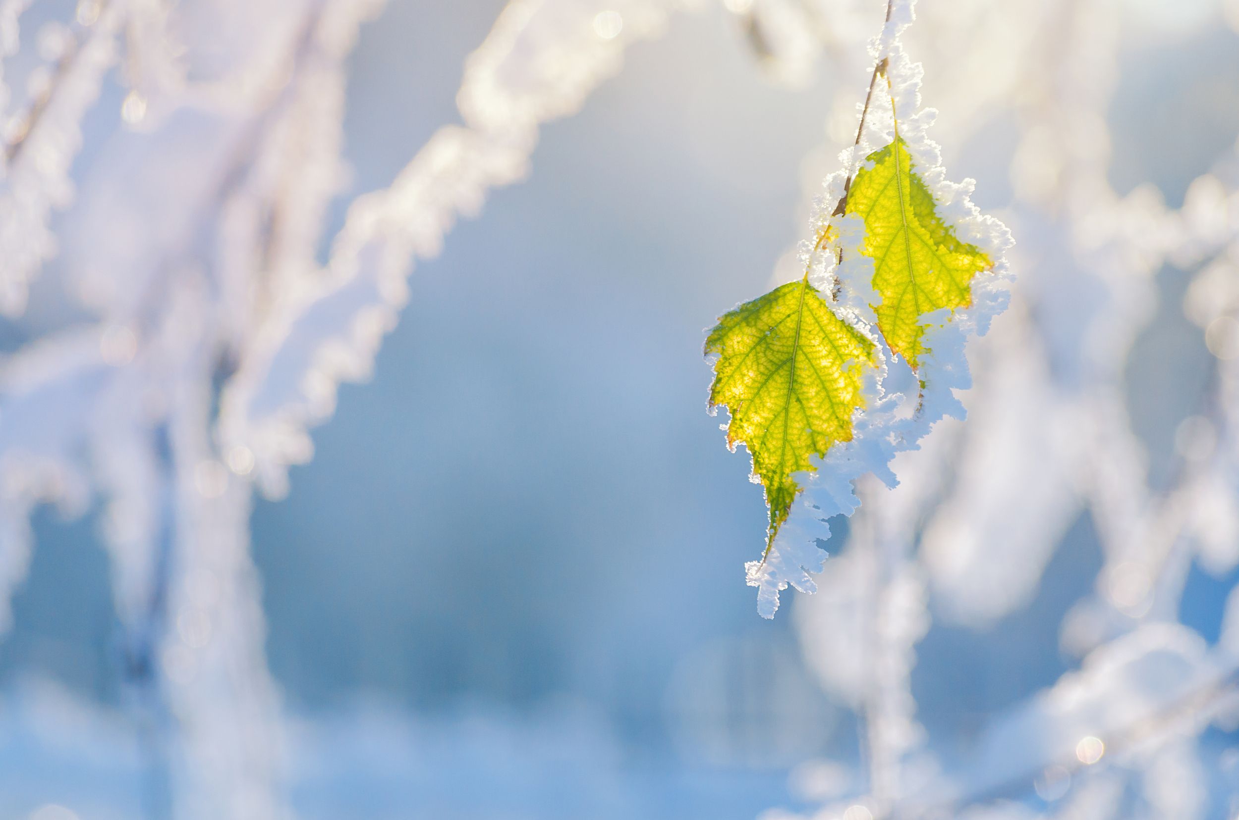 “立冬”时节到 “小雪”翩然来