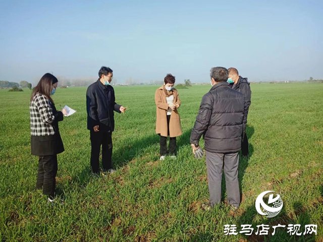 驻马店市农技植保站：加强小麦田间管理 确保小麦壮苗安全越冬