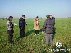 驻马店市农技植保站：加强小麦田间管理 确保小麦壮苗安全越冬