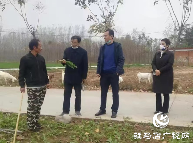 驻马店市农技植保站：加强小麦田间管理 确保小麦壮苗安全越冬
