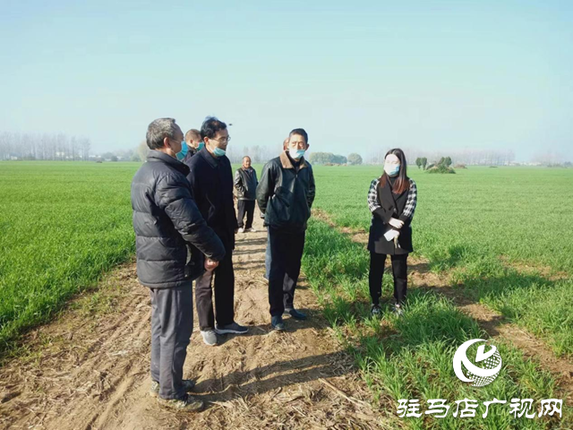 驻马店市农技植保站：加强小麦田间管理 确保小麦壮苗安全越冬