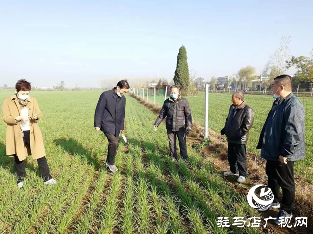 驻马店市农技植保站：加强小麦田间管理 确保小麦壮苗安全越冬