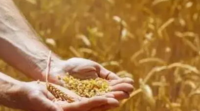 人民论坛：全方位夯实粮食安全根基