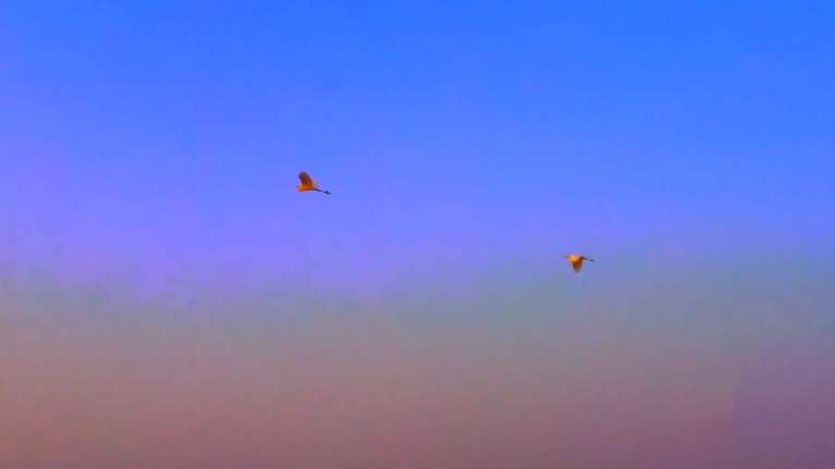 冬日清晨鸟儿伴朝霞齐飞，太治愈了！