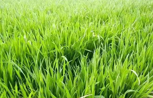 冬前小麦咋管理？专家来支招