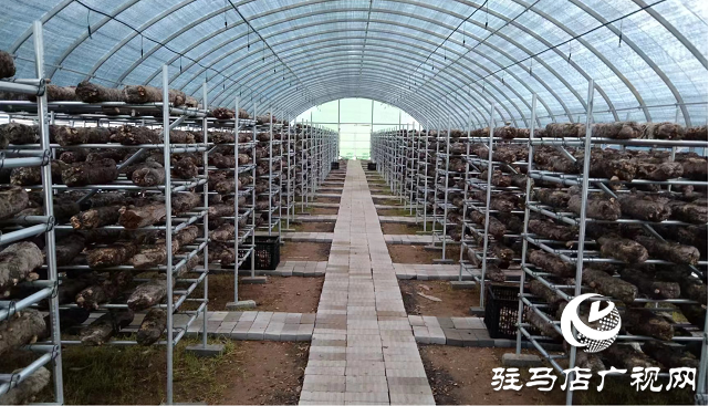 雁亭农人香菇生长日记