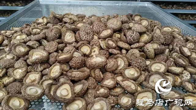 雁亭农人香菇生长日记