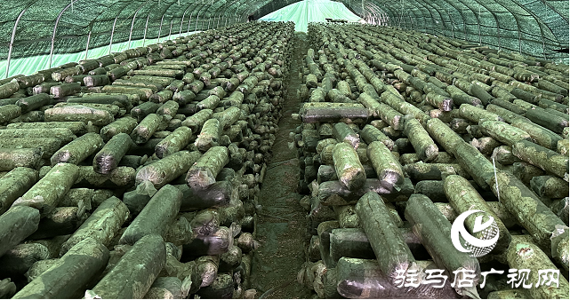 雁亭农人香菇生长日记