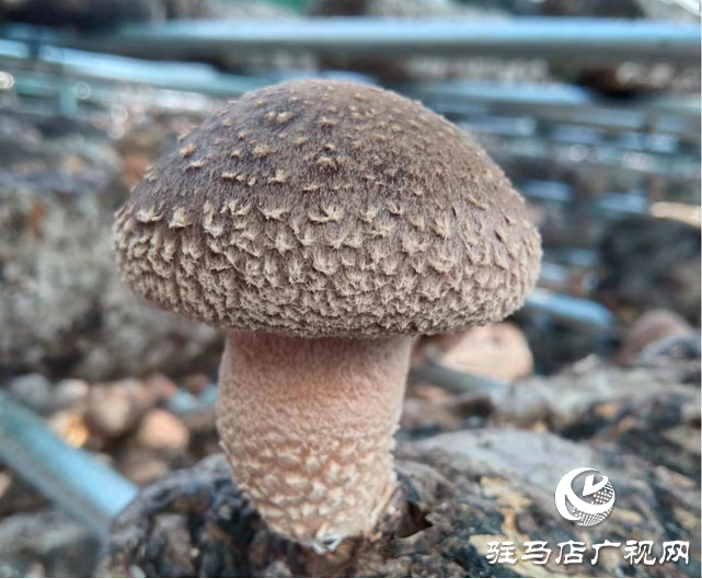 雁亭农人香菇生长日记