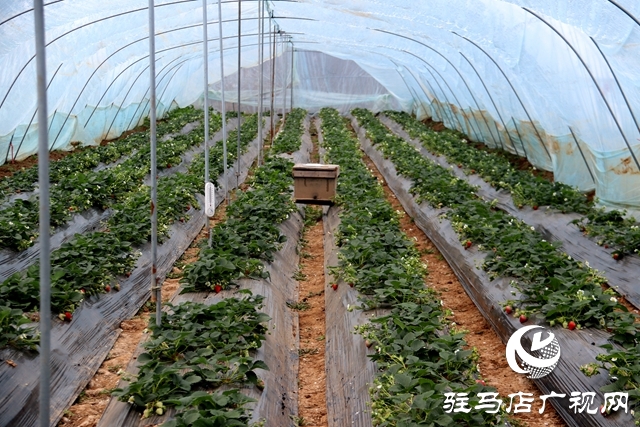 驻马店市本地草莓上市 销量比往年有所下降