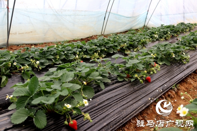 驻马店市本地草莓上市 销量比往年有所下降