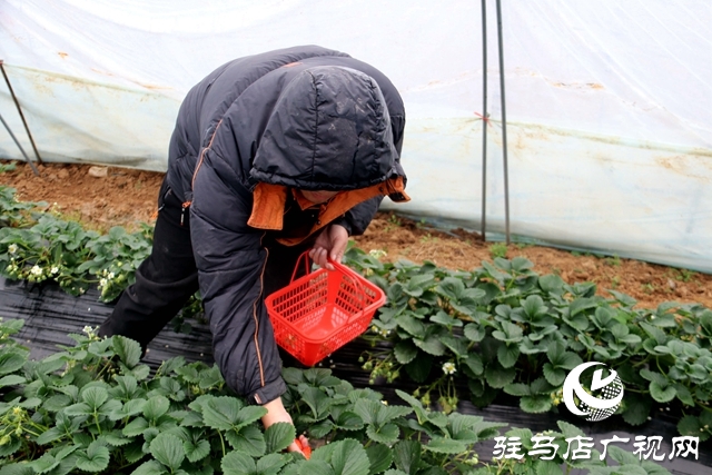 驻马店市本地草莓上市 销量比往年有所下降