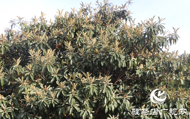 驻马店：枇杷花开冬日美