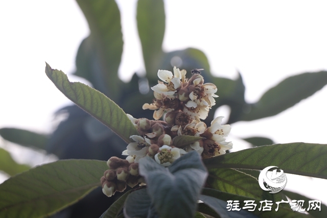 驻马店：枇杷花开冬日美