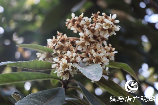 驻马店：枇杷花开冬日美