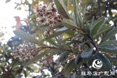 驻马店：枇杷花开冬日美