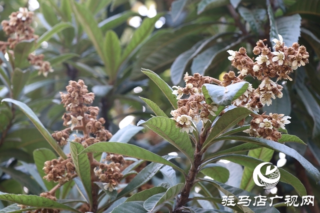 驻马店：枇杷花开冬日美