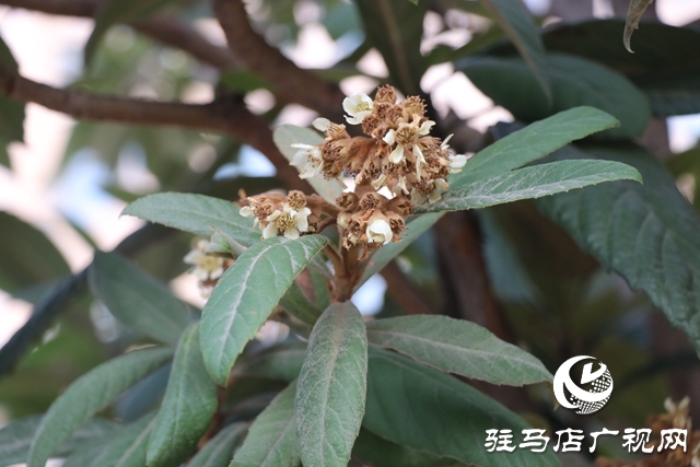 驻马店：枇杷花开冬日美