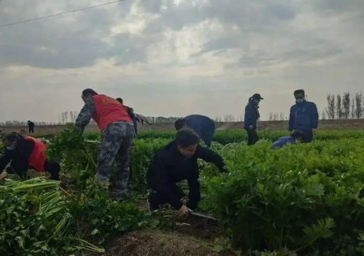 汝南县板店乡：第一书记助菜农过“寒冬”