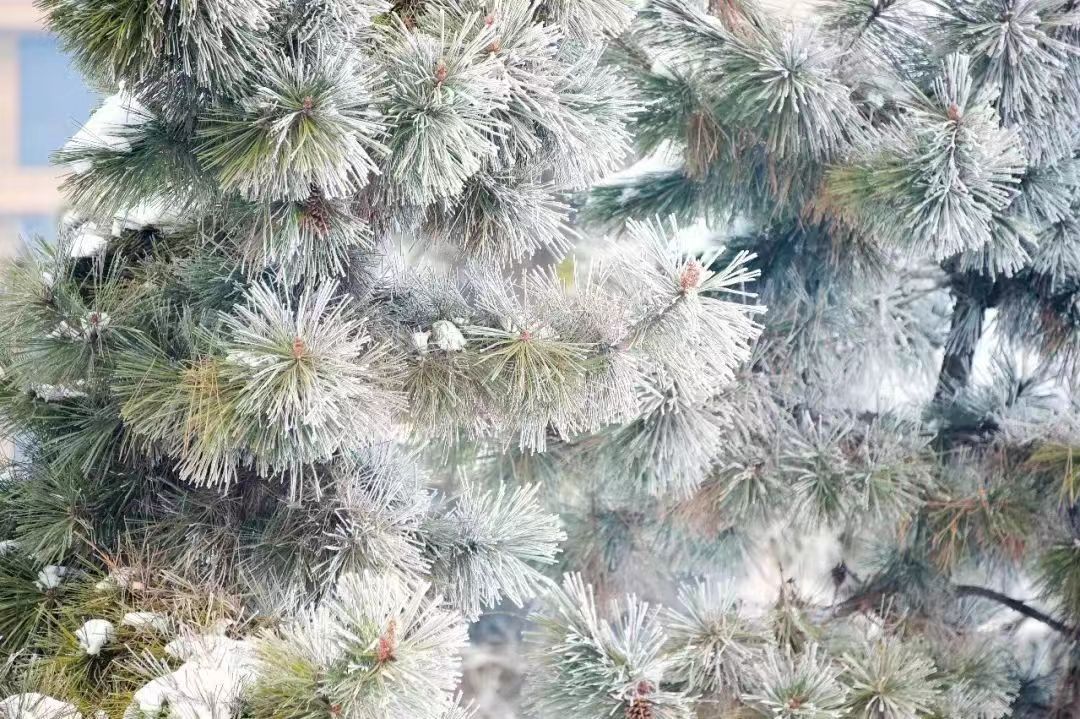 泌阳：玉树琼花白云山 仲冬雾凇如仙境